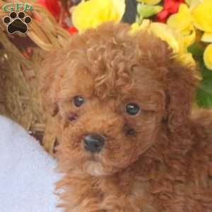 Hazel, Miniature Poodle Puppy