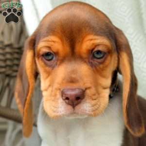 Hazel, Beagle Puppy