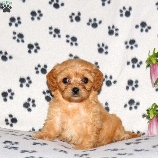 Heather, Cavachon Puppy