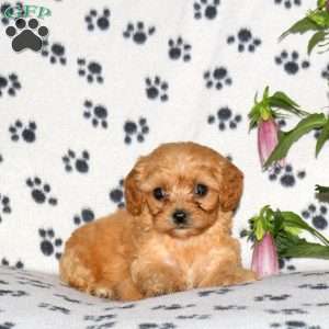 Heather, Cavachon Puppy