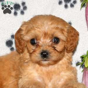 Heather, Cavachon Puppy