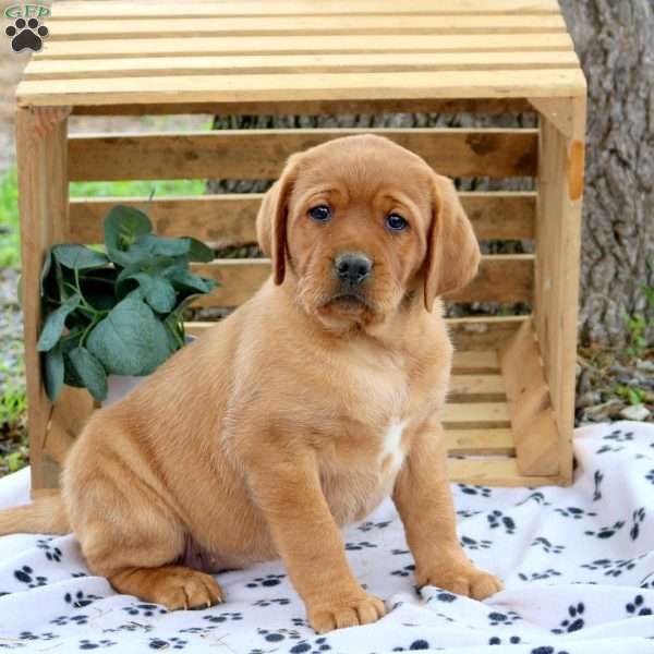 Heidi, Fox Red Labrador Retriever Puppy