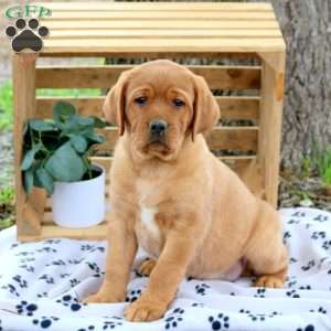 Heidi, Fox Red Labrador Retriever Puppy