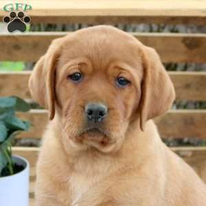 Heidi, Fox Red Labrador Retriever Puppy