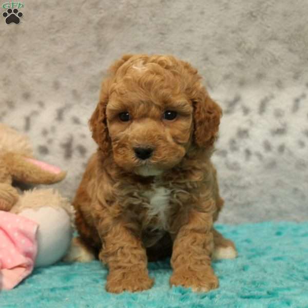 Henry, Miniature Poodle Mix Puppy