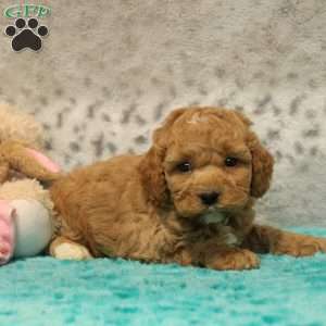 Henry, Miniature Poodle Mix Puppy