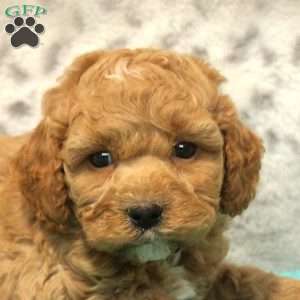 Henry, Miniature Poodle Mix Puppy