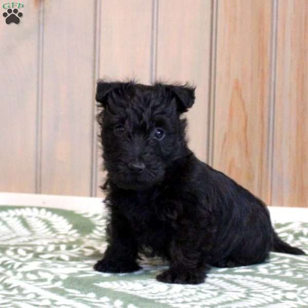 Henry, Scottish Terrier Puppy