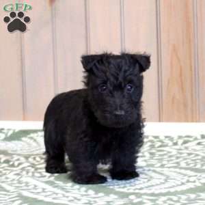 Henry, Scottish Terrier Puppy
