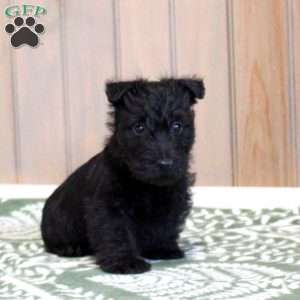 Henry, Scottish Terrier Puppy