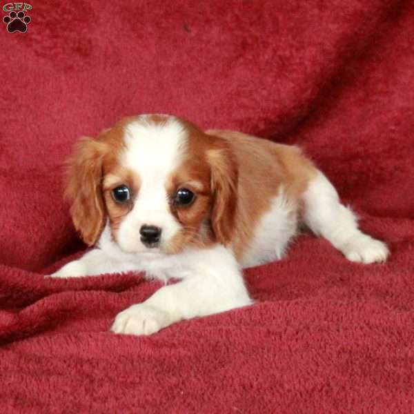 Hera, Cavalier King Charles Spaniel Puppy