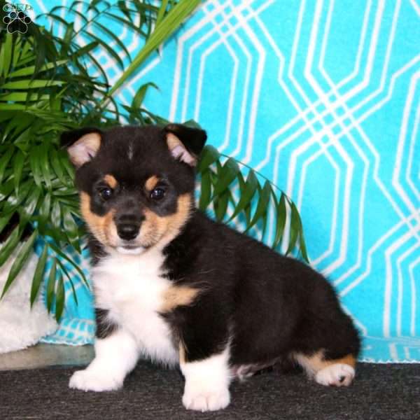 Hero, Pembroke Welsh Corgi Puppy