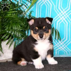 Hero, Pembroke Welsh Corgi Puppy