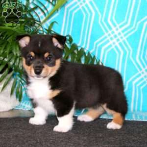 Hero, Pembroke Welsh Corgi Puppy