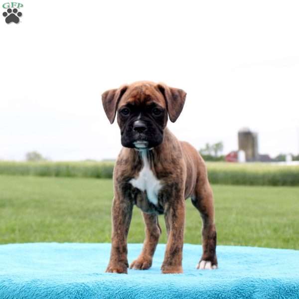 Hershey, Boxer Puppy