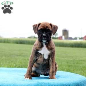 Hershey, Boxer Puppy