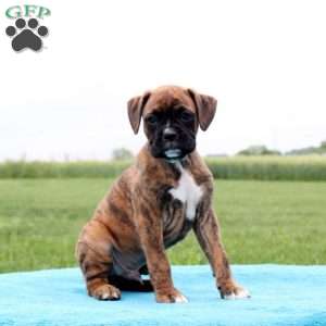 Hershey, Boxer Puppy