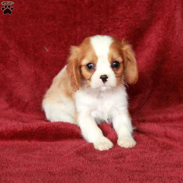 Hiccup, Cavalier King Charles Spaniel Puppy