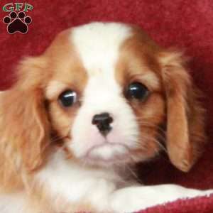 Hiccup, Cavalier King Charles Spaniel Puppy