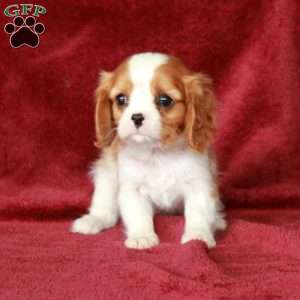 Hiccup, Cavalier King Charles Spaniel Puppy