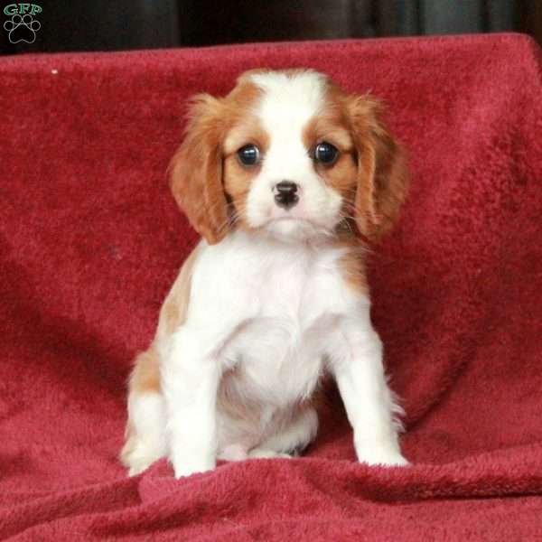 Hickory, Cavalier King Charles Spaniel Puppy