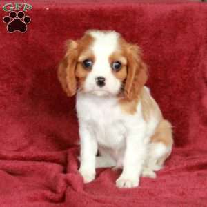 Hickory, Cavalier King Charles Spaniel Puppy