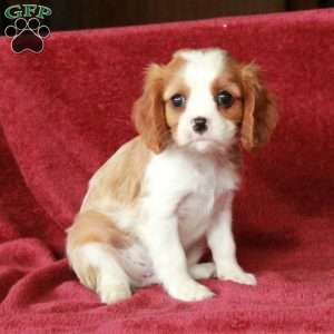 Hickory, Cavalier King Charles Spaniel Puppy