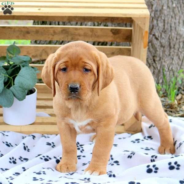 Hillary, Fox Red Labrador Retriever Puppy