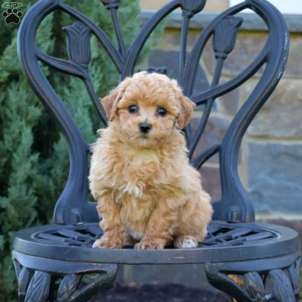 Holly, Bich-Poo Puppy