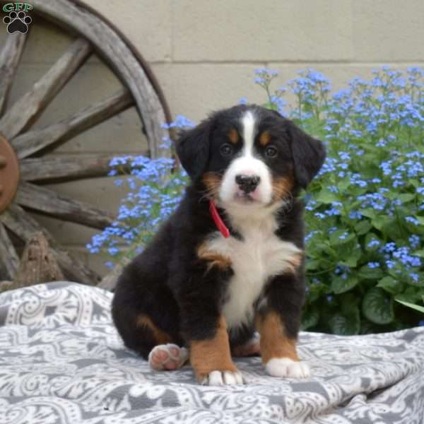 Holly, Bernese Mountain Dog Puppy