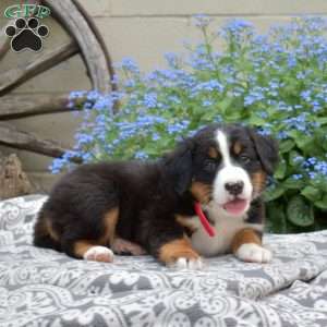 Holly, Bernese Mountain Dog Puppy