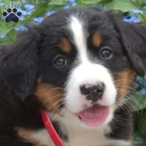 Holly, Bernese Mountain Dog Puppy