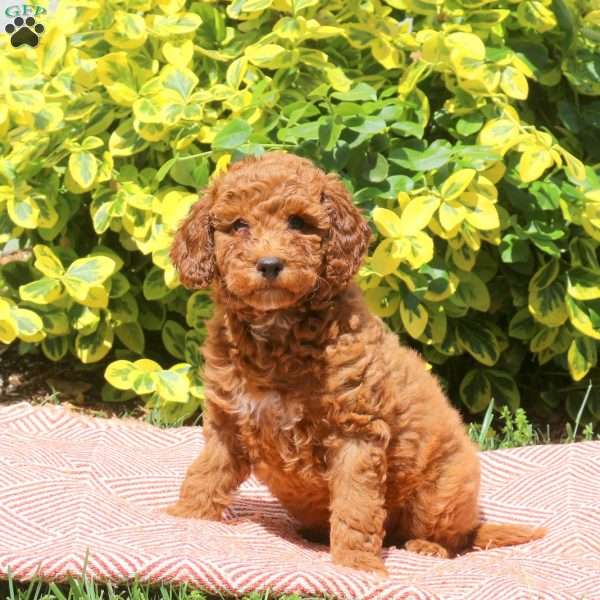 Holt, Miniature Poodle Puppy