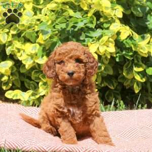 Holt, Miniature Poodle Puppy