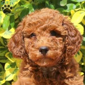 Holt, Miniature Poodle Puppy