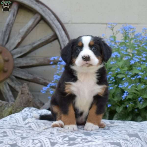 Honey, Bernese Mountain Dog Puppy