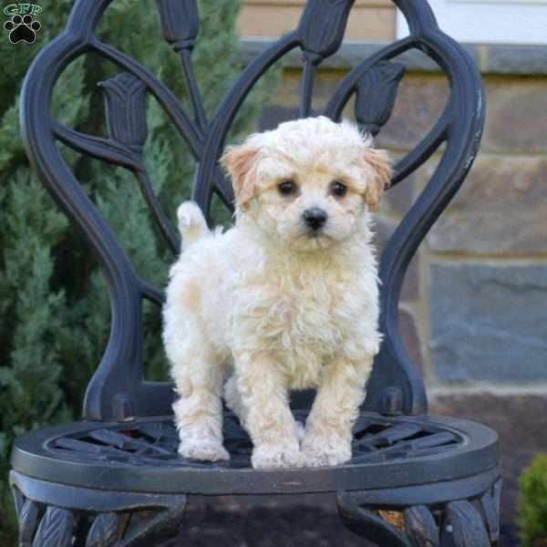 Honey, Bich-Poo Puppy