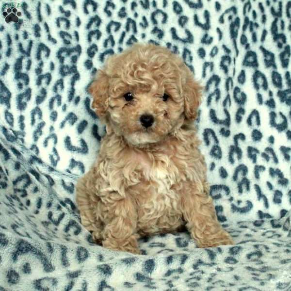 Honey, Miniature Poodle Puppy