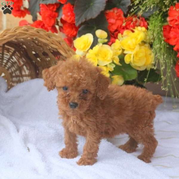 Honey, Miniature Poodle Puppy