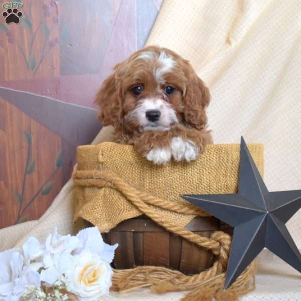 Honey, Cavapoo Puppy