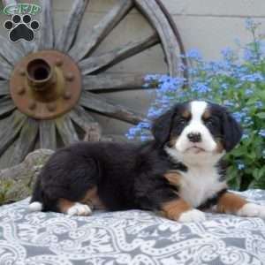 Honey, Bernese Mountain Dog Puppy