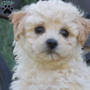 Honey, Bich-Poo Puppy