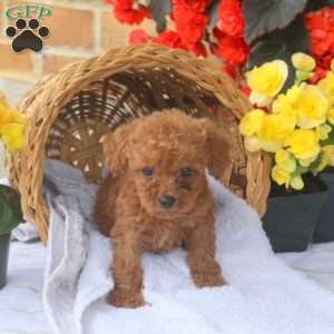 Honey, Miniature Poodle Puppy