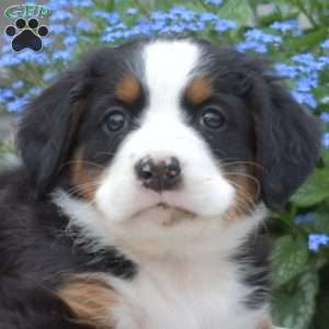 Honey, Bernese Mountain Dog Puppy