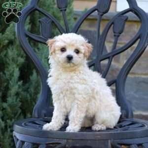 Honey, Bich-Poo Puppy
