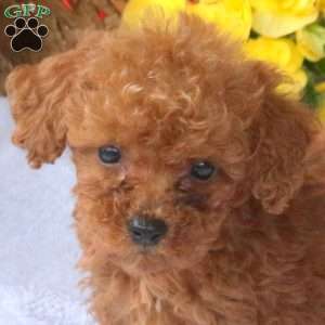 Honey, Miniature Poodle Puppy