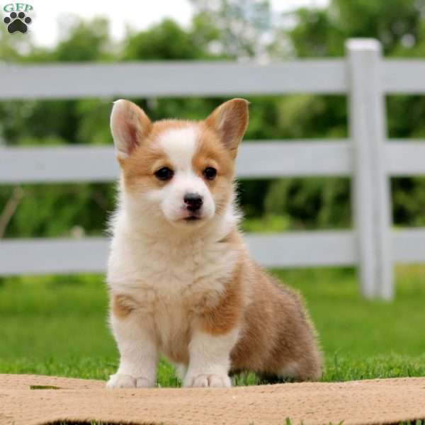 Honey, Pembroke Welsh Corgi Puppy