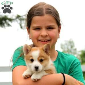 Honey, Pembroke Welsh Corgi Puppy