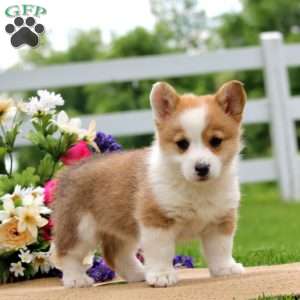 Honey, Pembroke Welsh Corgi Puppy
