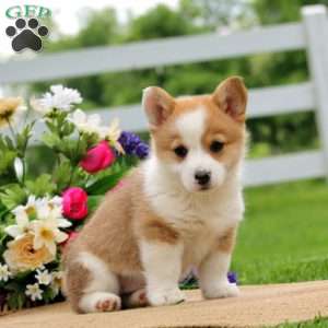 Honey, Pembroke Welsh Corgi Puppy